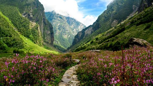 Walk Through A Blooming Wonderland On The Valley Of Flowers Trek